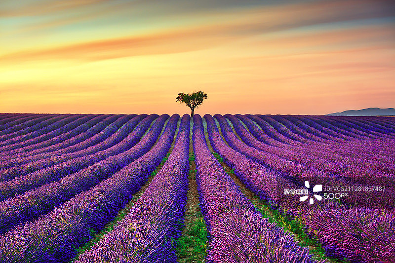 日落时分普罗旺斯的薰衣草与树木图片素材