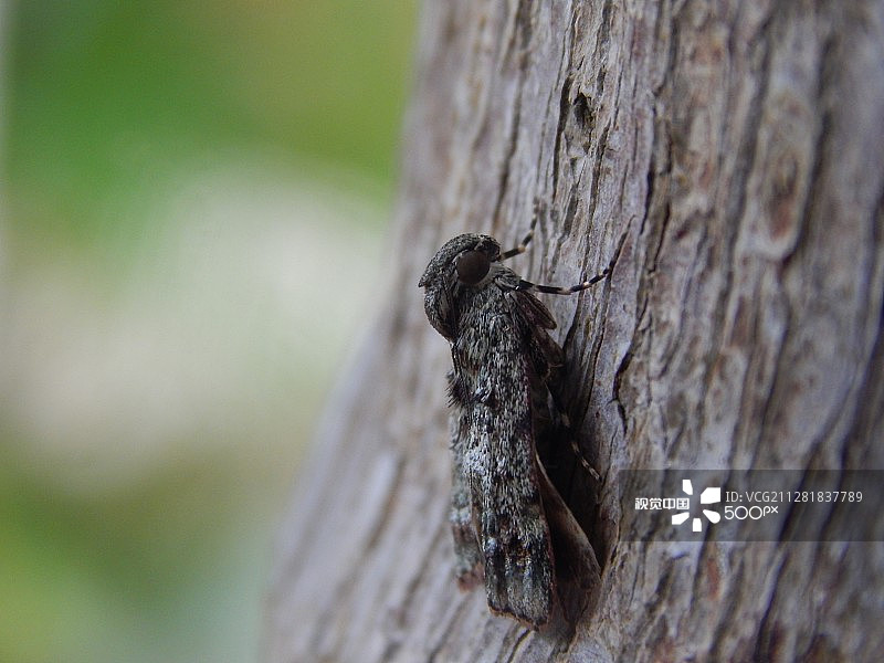 灰色飞蛾图片素材