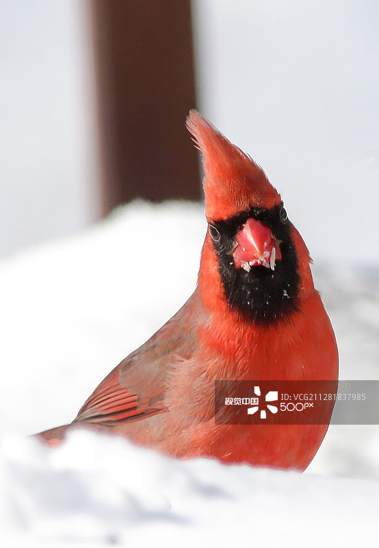 雪地里的红鸟图片素材