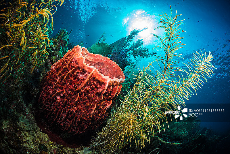 加勒比巨型桶状海绵和阳光图片素材