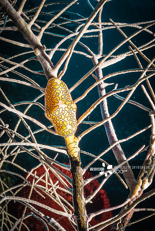 火烈鸟舌蜗牛图片素材