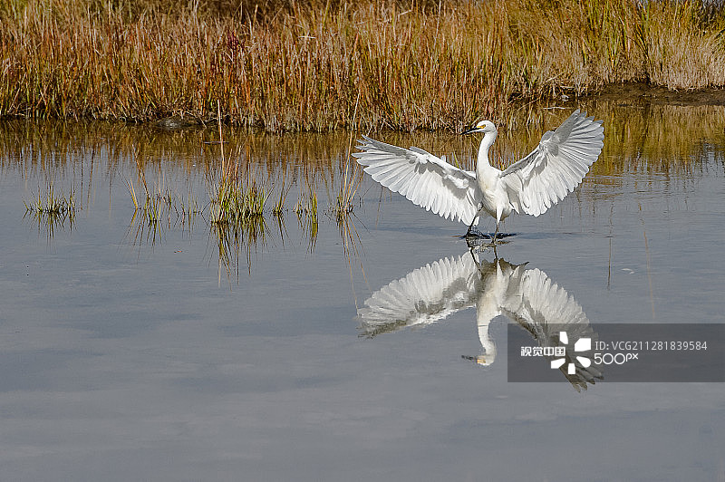白鹭翅膀倒影图片素材