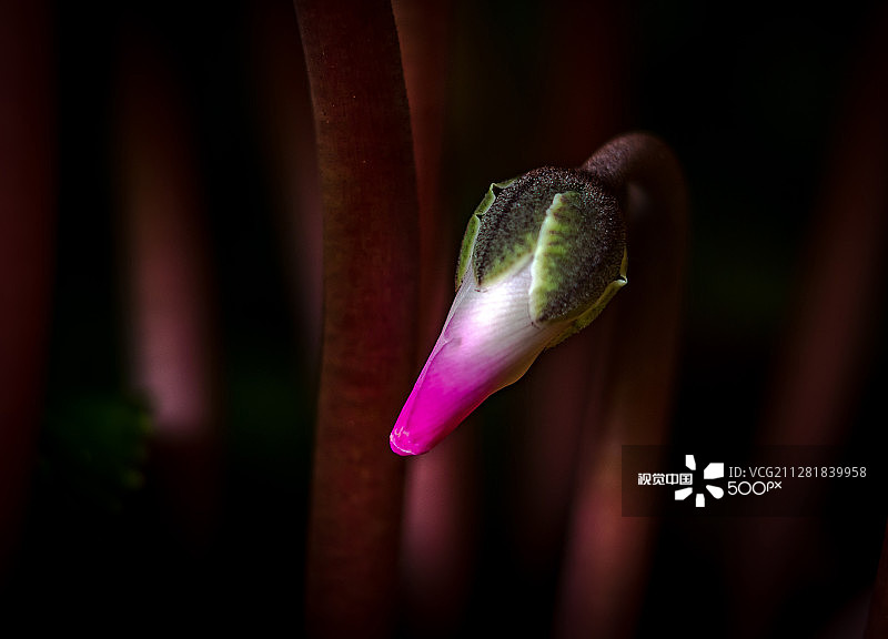 仙客来花中的小花图片素材