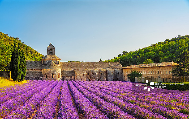 法国塞南克修道院和戈尔德薰衣草图片素材