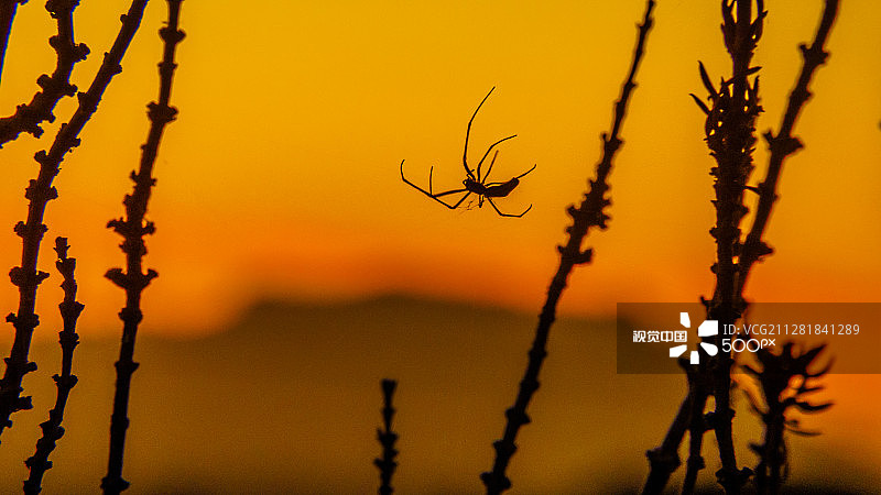 黄昏时的蜘蛛（长颌水蛛）图片素材