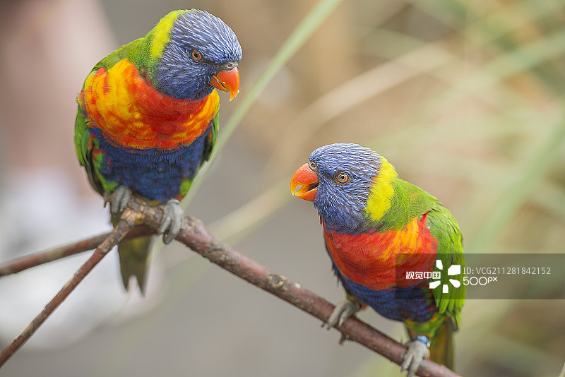 吸蜜鹦鹉图片素材