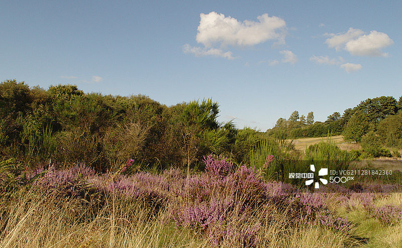 夏季石楠花图片素材