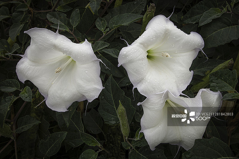 雨后的曼陀罗图片素材