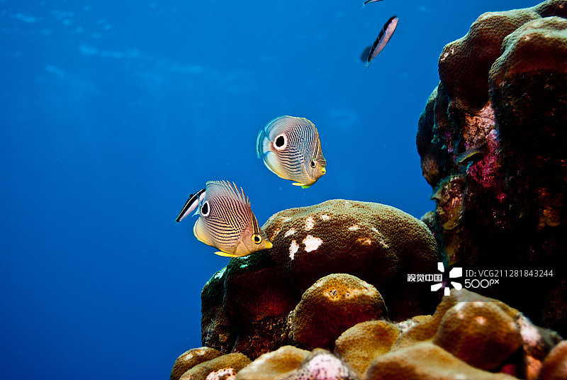 蝴蝶鱼图片素材