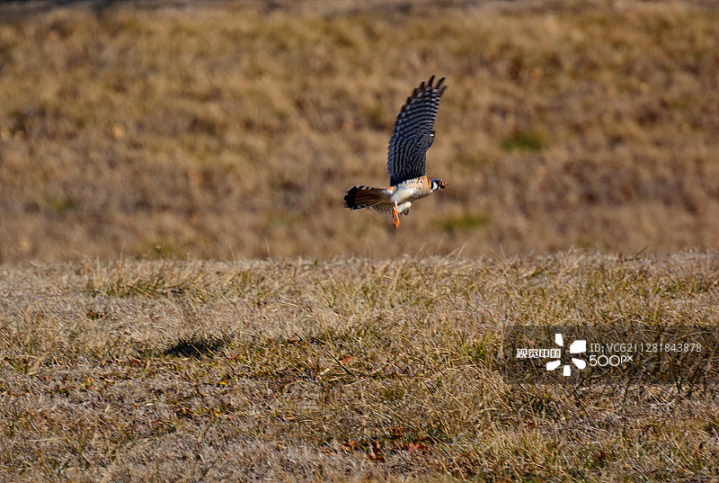 美洲红隼地面起飞图片素材