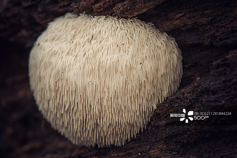 猴头菇图片素材