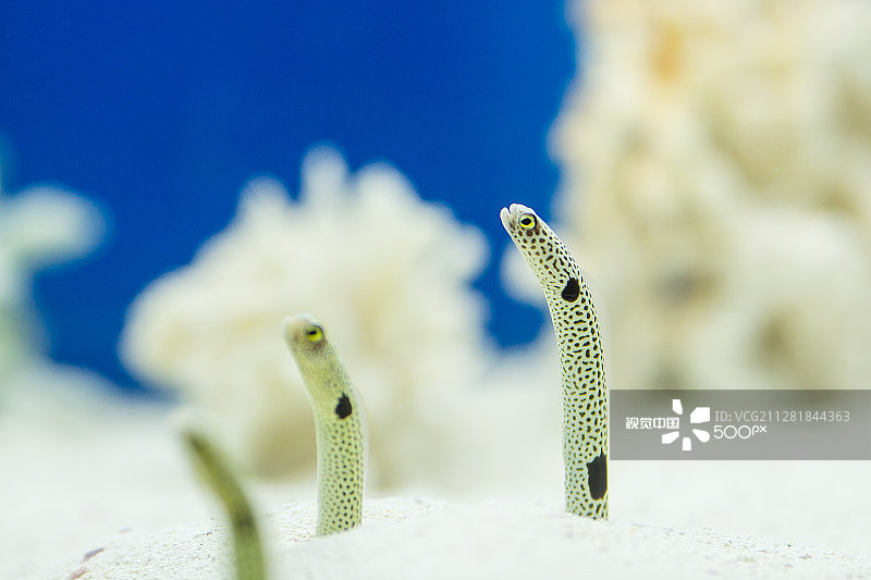 奇异的海洋生物图片素材