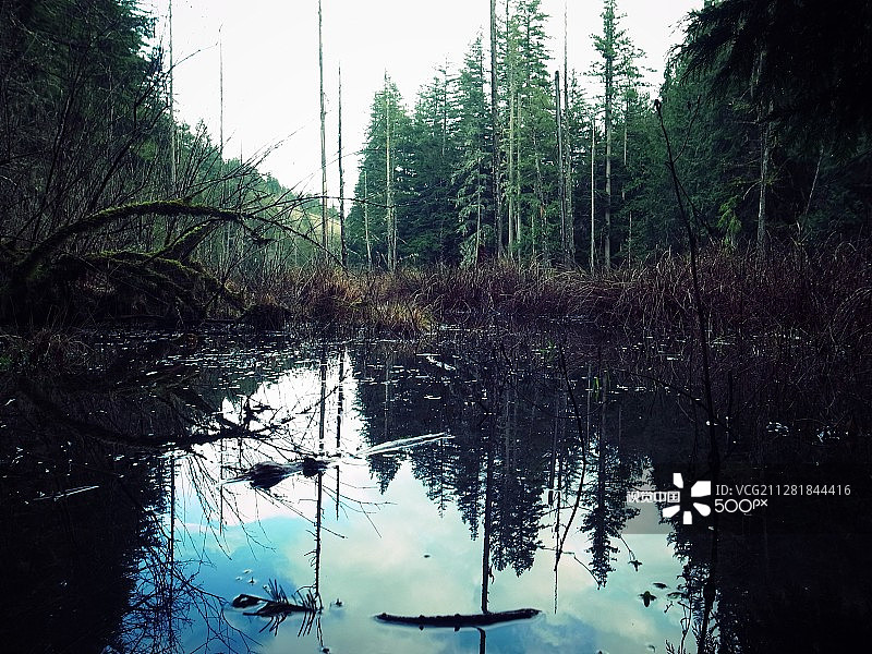 沼泽图片素材