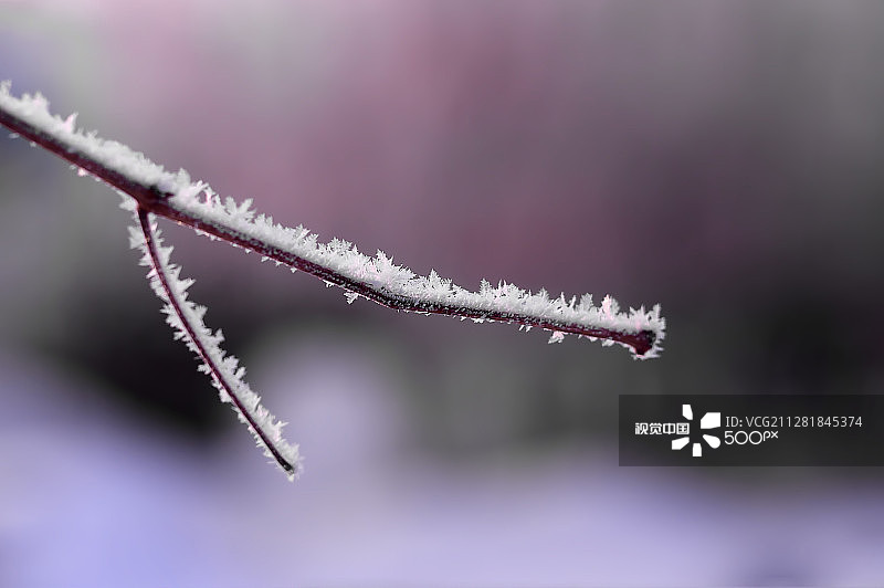 树枝上的霜图片素材