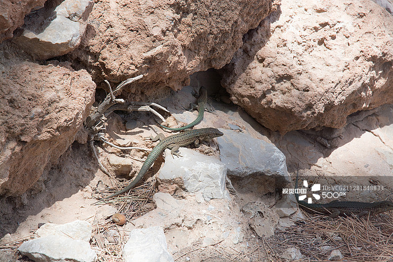 德拉戈内拉蜥蜴图片素材