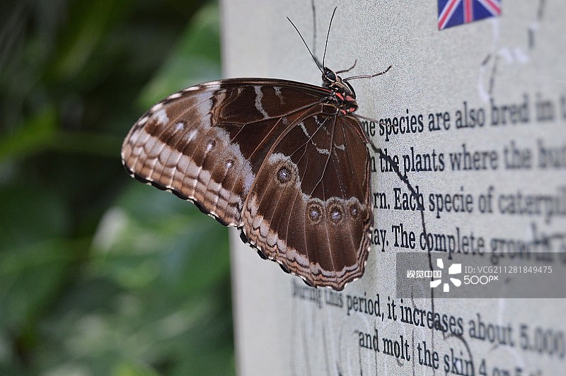贝勒斯闪蝶图片素材