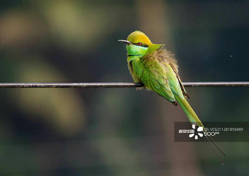 绿喉蜂虎图片素材