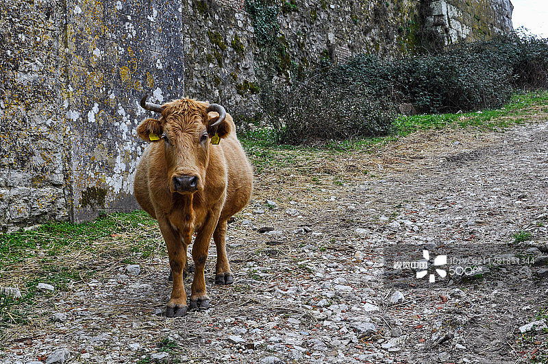 路上的牛图片素材