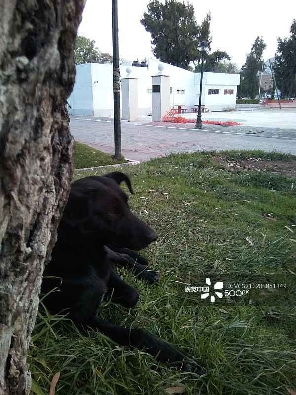 墨西哥帕丘卡图片素材