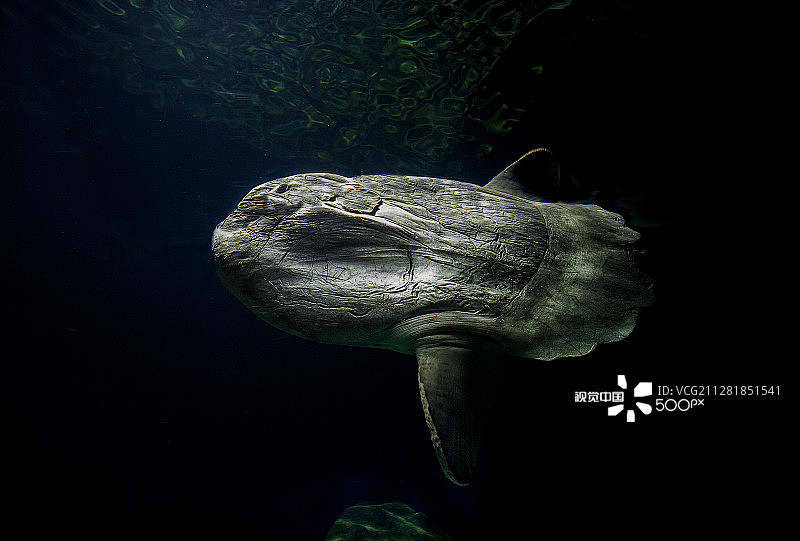 翻车鱼图片素材