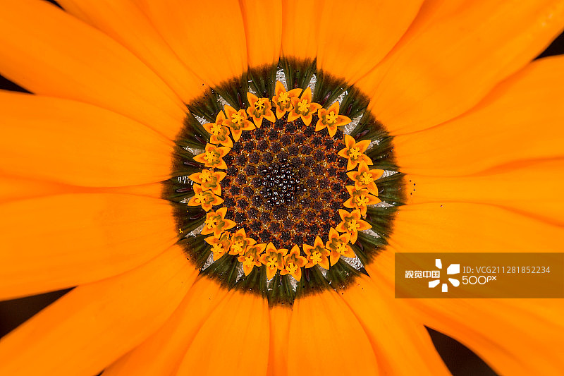 非洲菊图片素材