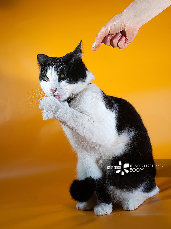 系领结的黑白猫坐在黄色表面上图片素材