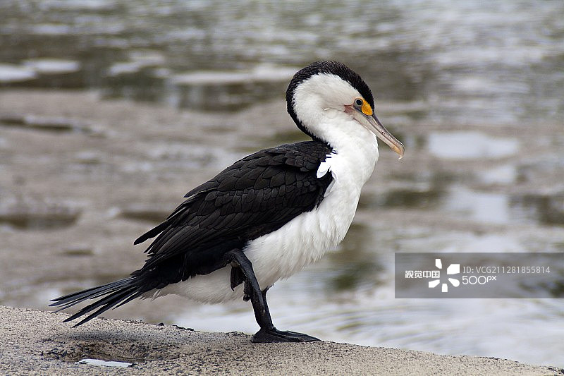 雌性斑鸬鹚图片素材