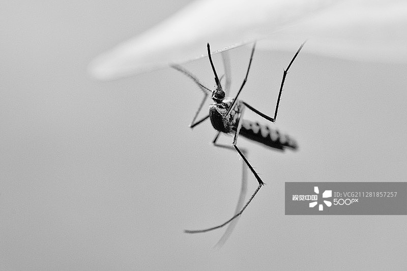 蚊子图片素材