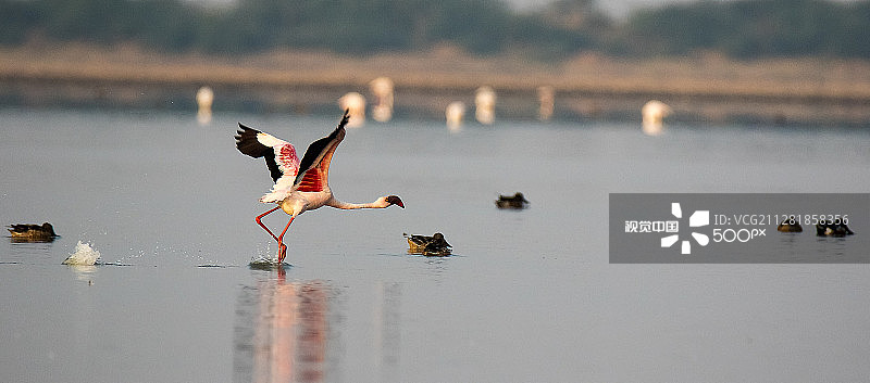 小红鹳图片素材