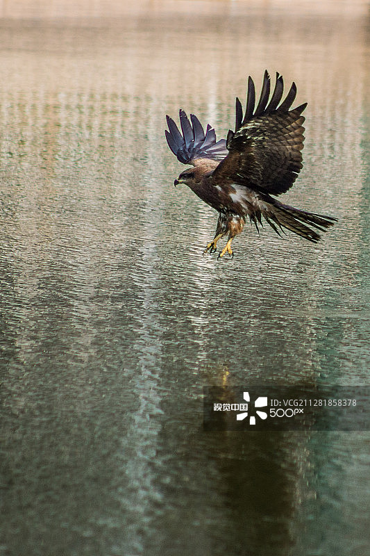 飞行中的风筝图片素材