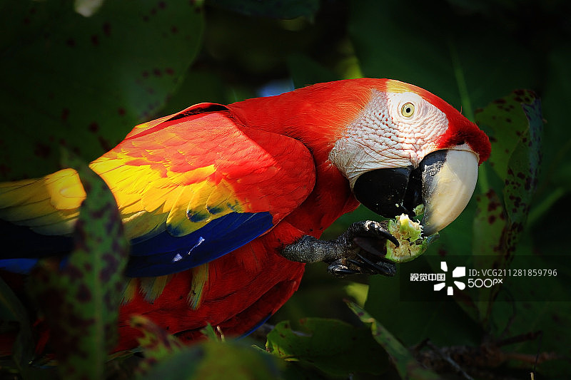 红金刚鹦鹉图片素材