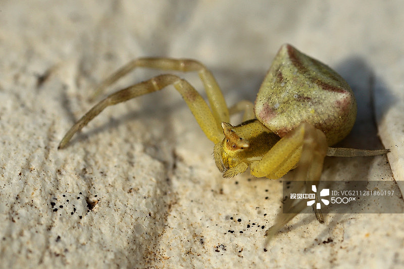 CraB蜘蛛图片素材