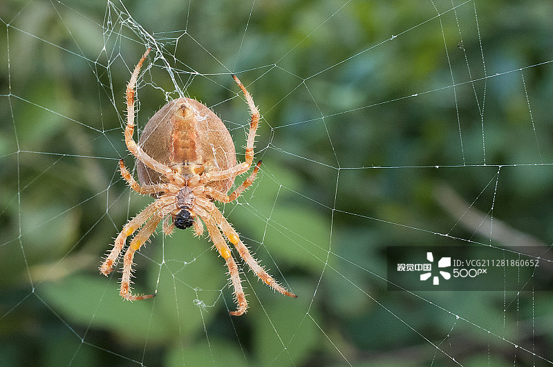 欧洲园蛛图片素材