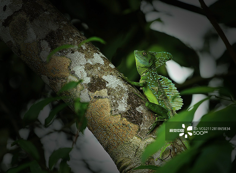 完美伪装——绿鬣蜥图片素材