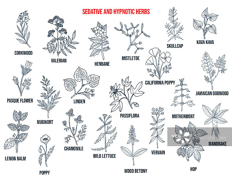 最佳镇静和催眠草药图片素材