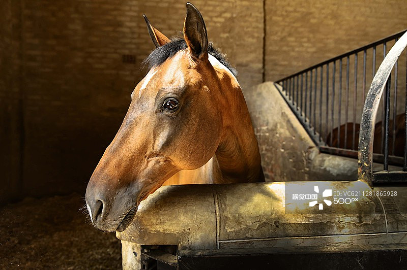 赛车手雷蒙德图片素材