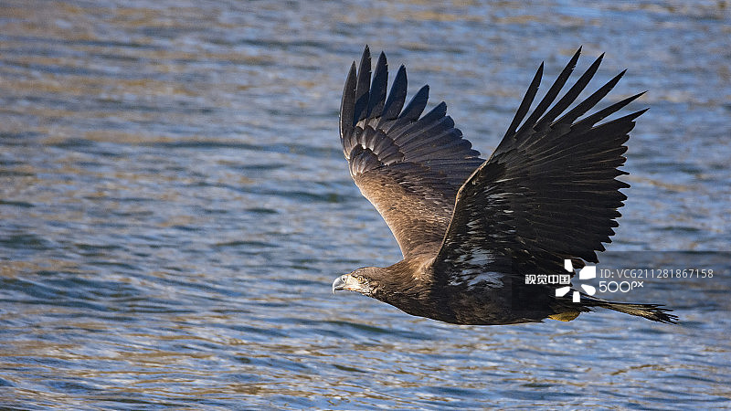 幼年白头海雕穿过图片素材