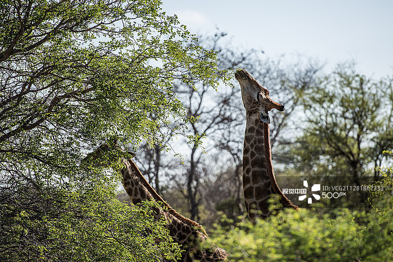 进食中的长颈鹿图片素材