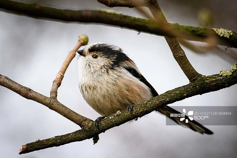 长尾山雀图片素材