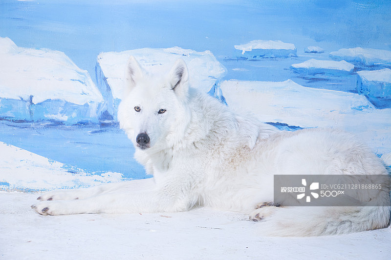 北极狼图片素材
