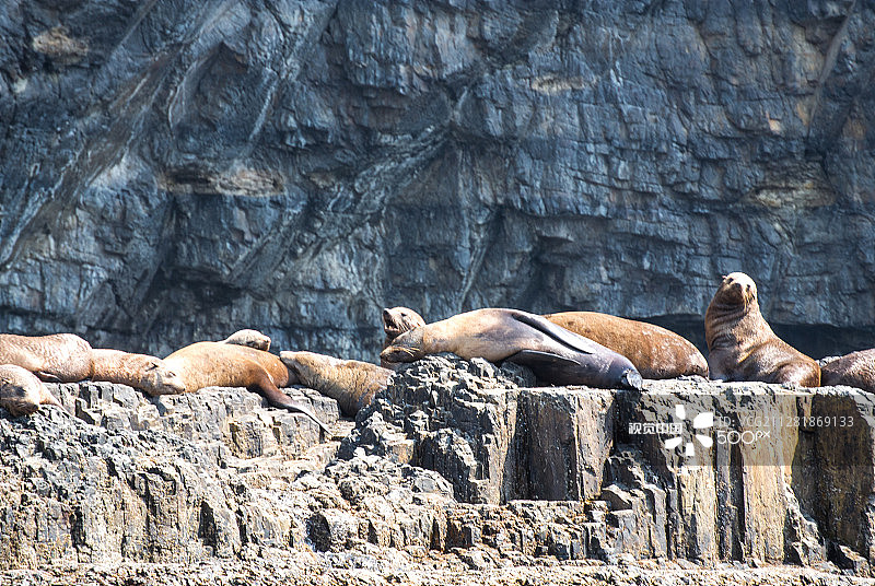 塔斯曼岛的海豹图片素材
