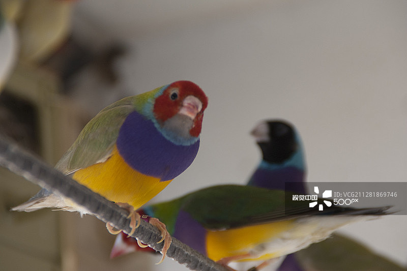 眼状斑图片素材