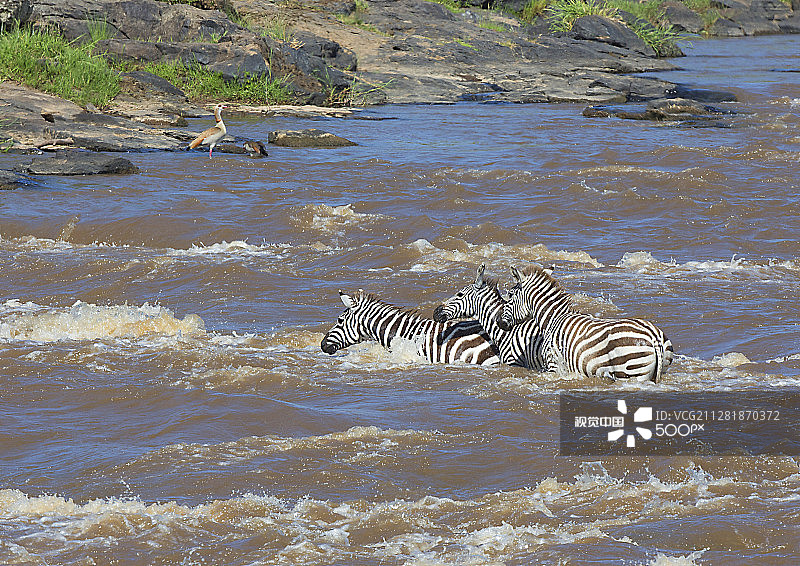 斑马横渡马拉河图片素材