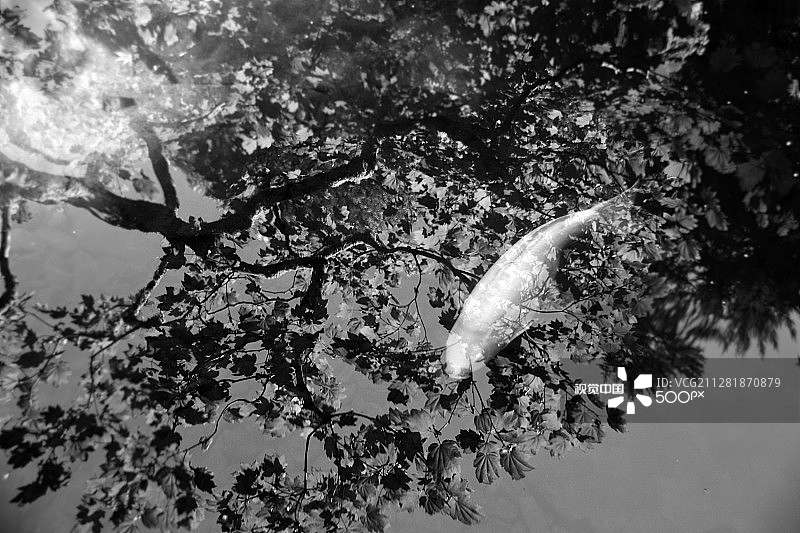 花园里的埃舍尔图片素材