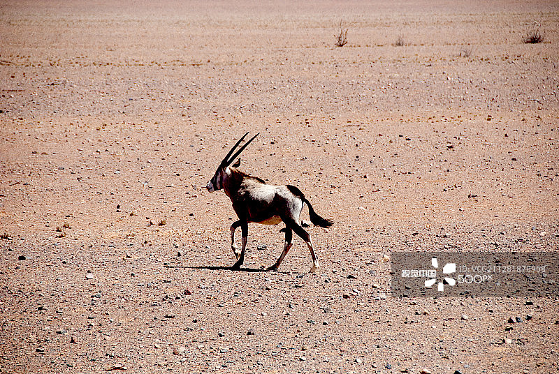 纳米比亚的北山羊图片素材