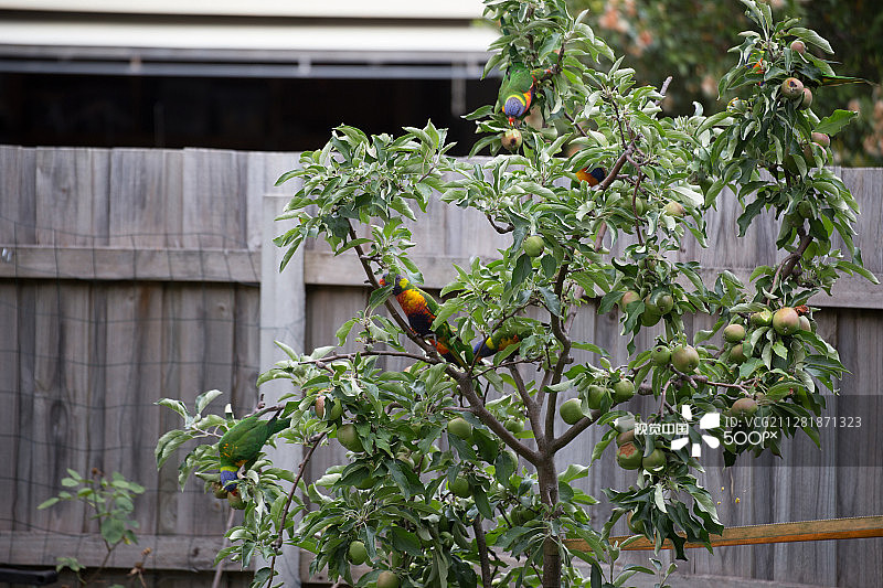彩虹吸蜜鹦鹉图片素材