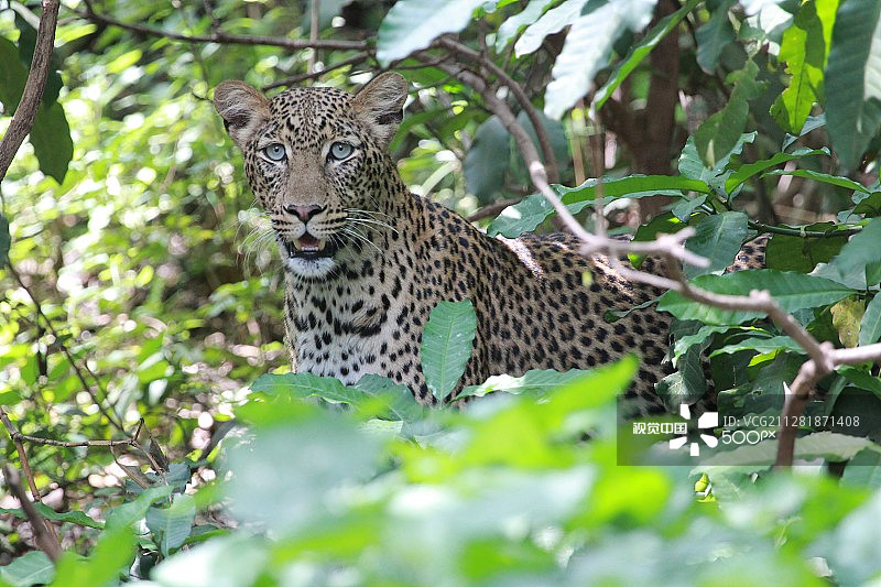 寻找晚餐的豹子图片素材