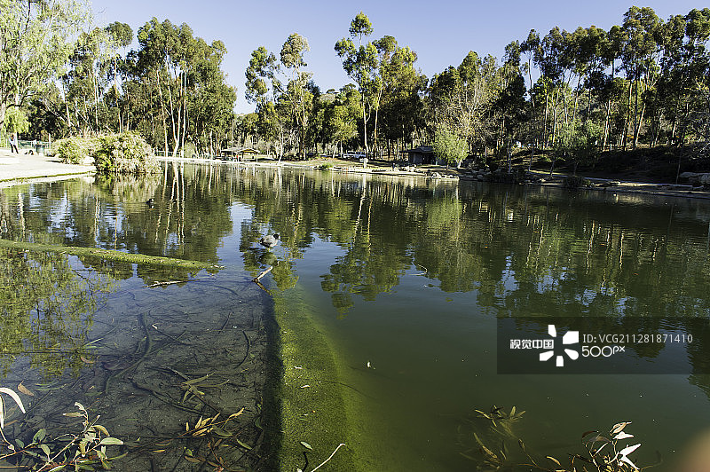 肯尼斯汉恩公园的骨顶鸡图片素材