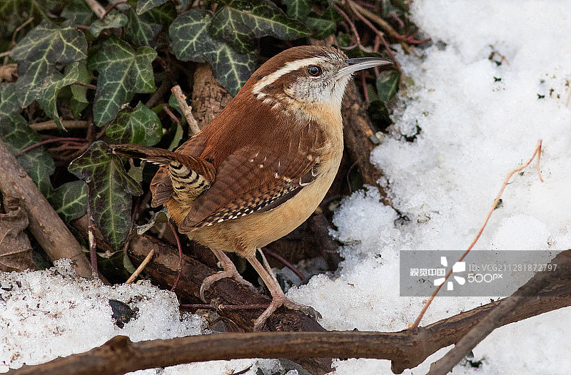 卡罗莱纳鹪鹩图片素材