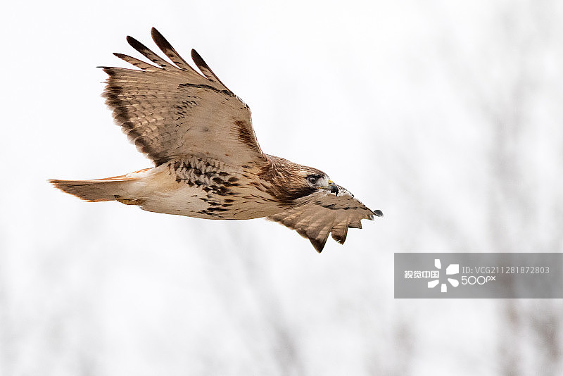 红尾鵟图片素材